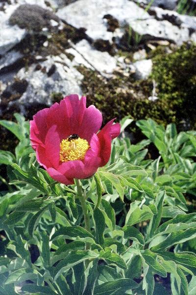 « Pivoine voyageuse » « Pivoine voyageuse »