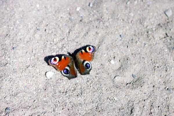 Papillon