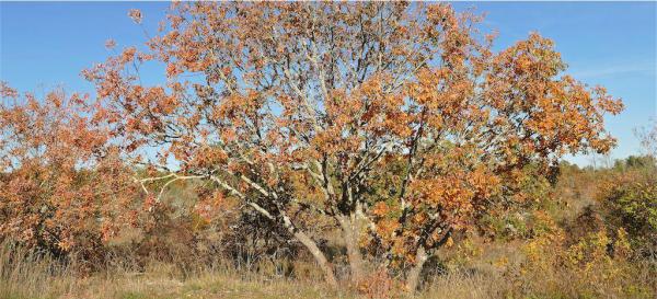 Brun d'automne Brun d'automne
