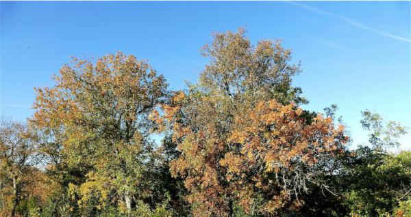 Automne Automne