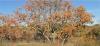 Brun d'automne