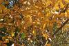 Jaune automne
