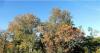 Automne